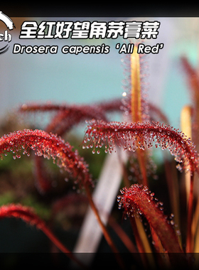 全红好望角茅膏菜丨Drosera capensis（all red）丨食虫植物