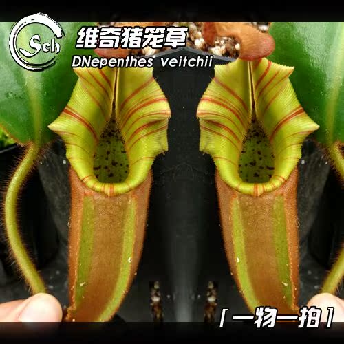 一物一拍维奇猪笼草bario