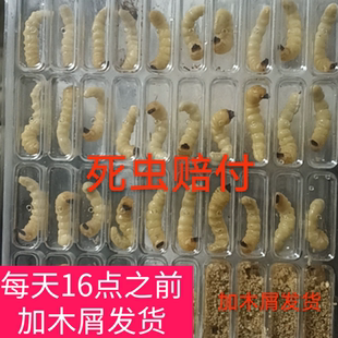 柴虫松树虫贵州野生活体幼虫高蛋白提性壮膘虫鸟儿活食虫麻根虫
