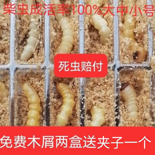 柴虫松树野生天牛幼虫活虫高蛋白鸟儿活食提膘斗鸟专用虫小头柴虫