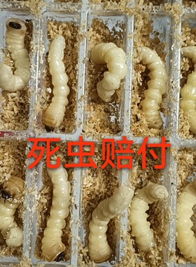 柴虫松树虫野生活体虫天牛幼虫鸟儿提性壮膘虫1板50条包邮