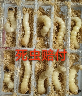 柴虫松树虫野生活体虫天牛幼虫鸟儿提性壮膘虫1板50条包邮