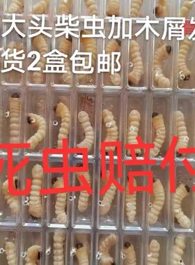 【柴虫】贵州野生松树虫鸟儿活体虫皮虫野生大头柴虫每盒50只