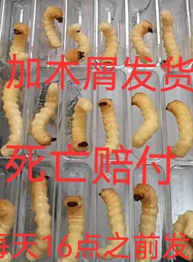 柴虫松树虫活虫喂鸟虫木虫鸟儿专用虫天牛虫提性虫壮膘虫麻根虫