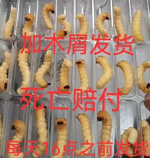柴虫松树虫活虫喂鸟虫木虫鸟儿专用虫天牛虫提性虫壮膘虫麻根虫
