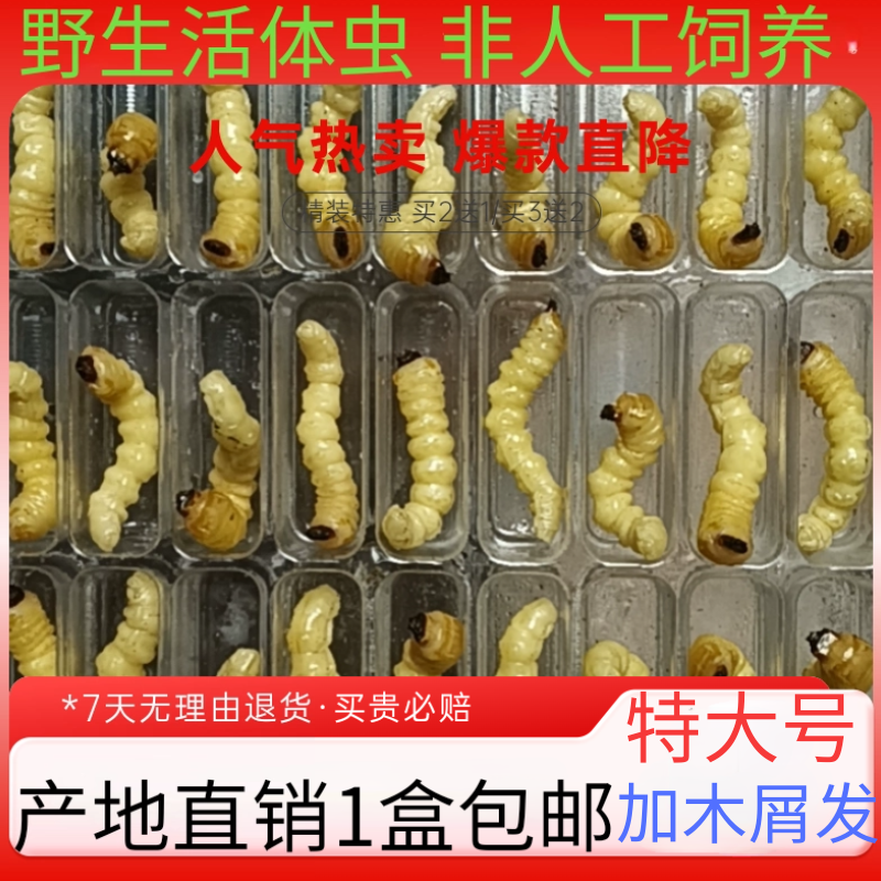 柴虫贵州松树虫高蛋白幼虫鸟儿活食提性壮膘专用野生柴虫产地直销