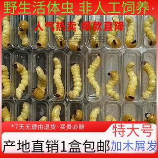 柴虫贵州松树虫高蛋白幼虫鸟儿活食提性壮膘专用野生柴虫产地直销