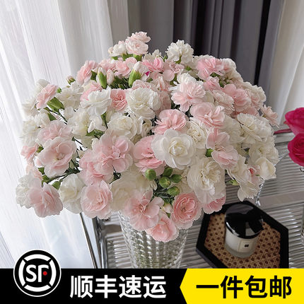 多头康乃馨鲜花云南基地直发新鲜家庭水养办公室插花束混搭新鲜