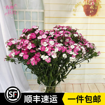 新鲜相思梅鲜花石竹梅花期长室内家用水养鲜花云南昆明基地直发