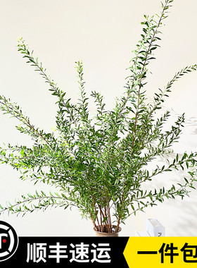 新鲜绿植雪柳花叶珍珠花配叶配花婚礼云南基地直发水培家庭办公室