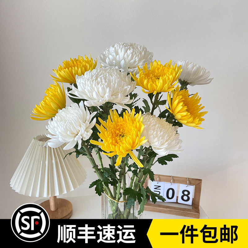 新鲜大菊鲜花 黄菊白菊清明节忌日上坟祭祖拜祭故人云南基地直发
