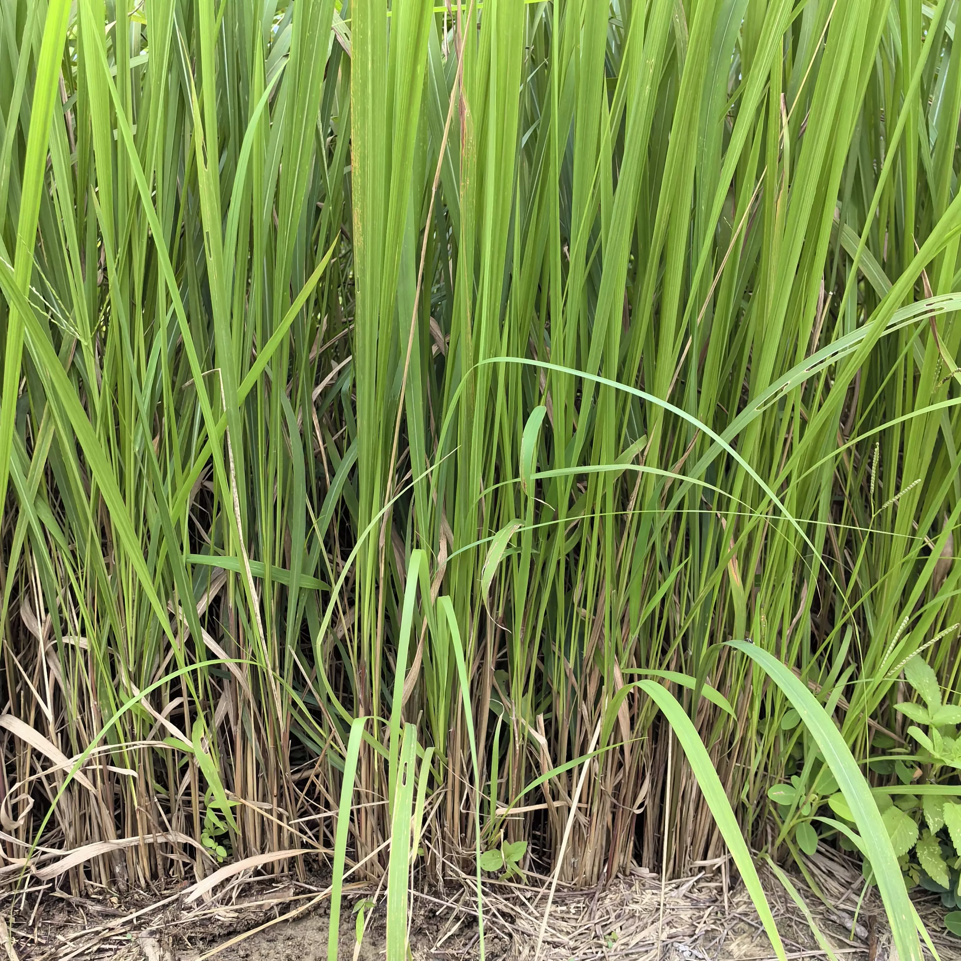 新鲜采摘野生黄茅草茅草根白茅根现挖毛根白茅根黄茅草根清热降火