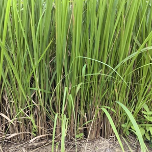 新鲜采摘野生黄茅草茅草根白茅根现挖毛根白茅根黄茅草根清热降火