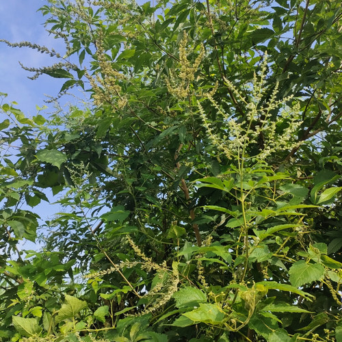 野生布惊枝叶布荆草客家牡荆枝月子黄荆叶五指风干 品碱水粽原料