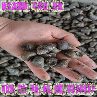 打窝活螺蛳青鱼饵料水蛭甲鱼螃蟹饲料净化水质田螺石螺可食用螺蛳