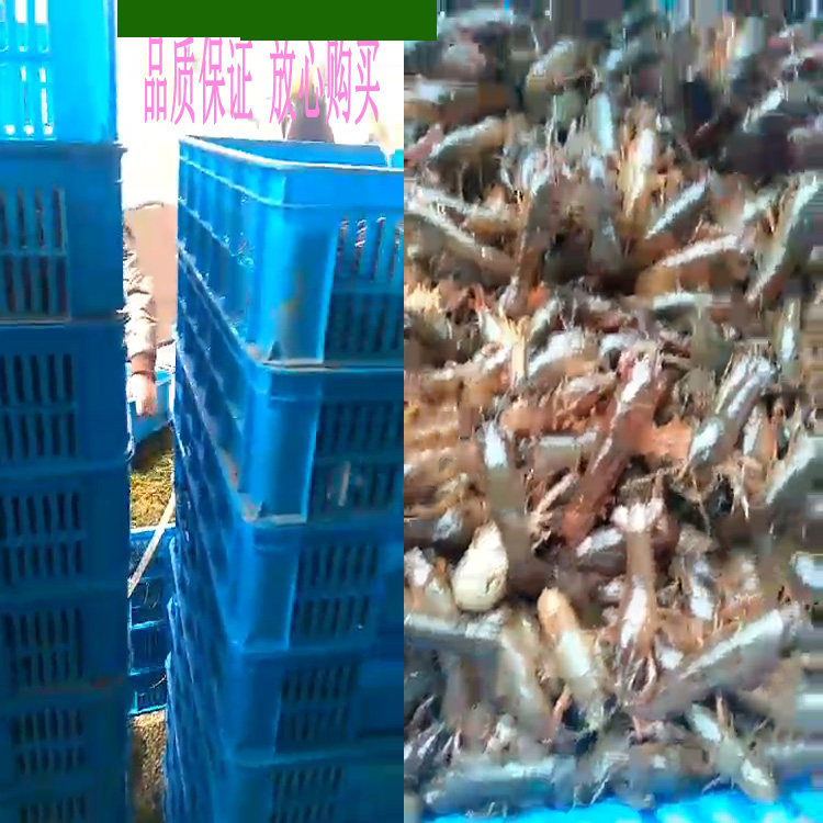 种虾小龙虾苗幼苗淡水小龙虾苗养殖种苗虾种繁殖苗青虾苗送水草