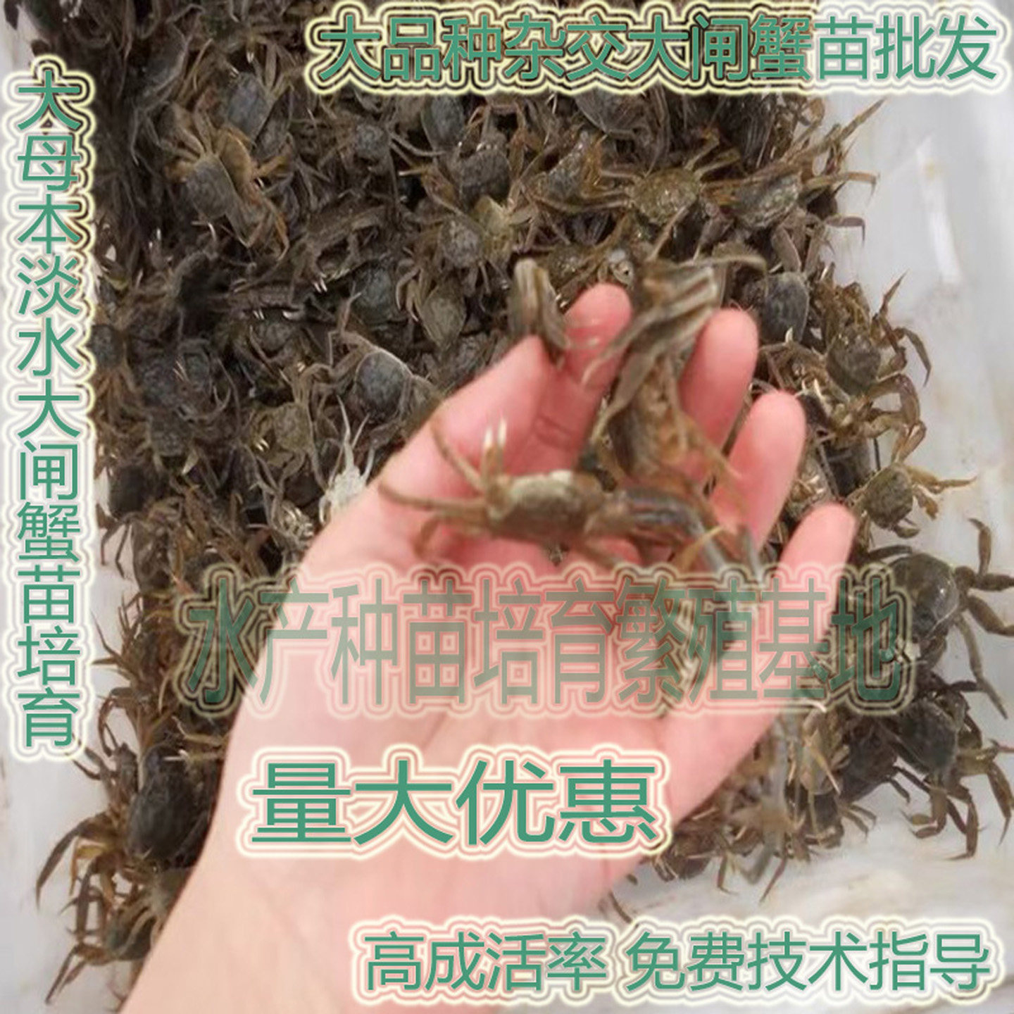 大闸蟹苗鲜活水产品小螃蟹河养殖苗活中华绒螯蟹,宠物/宠物食品及用品,蟹,淘宝优惠券,粉丝福利购,淘宝优惠卷