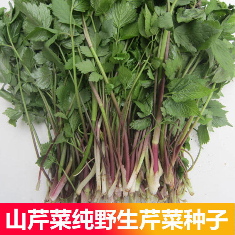 野菜种子山芹菜种子又叫水芹菜大叶芹短果茴芹农家蔬菜种子二甲芹