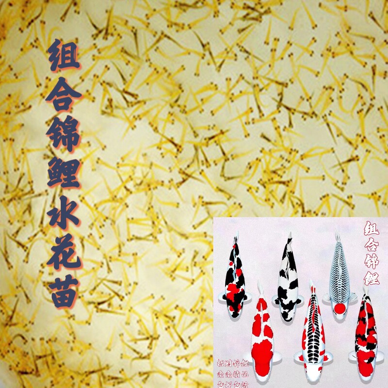 【日本纯种锦鲤组合水花苗】白写丹顶红白昭和大正多组合锦鲤水花