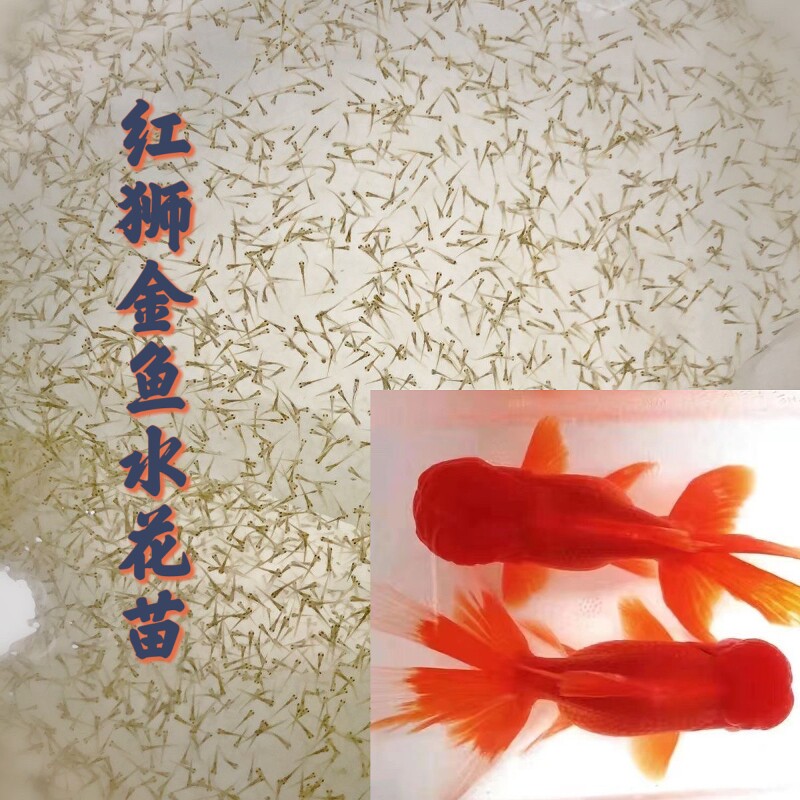 【精品红狮金鱼水花苗】唇红招财金鱼鹤顶红金鱼观赏鱼水花苗好养