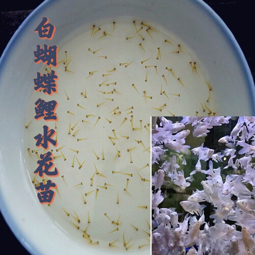 【精品白蝴蝶鲤水花苗】台湾蝴蝶鲤观赏鱼球体短身瓷白底蝴蝶水花