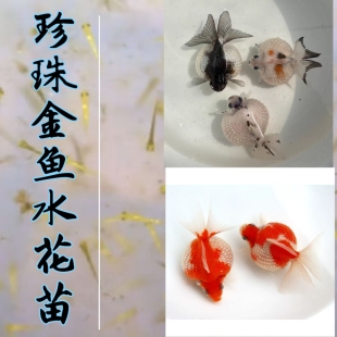 【精品珍珠金鱼水花苗】红白五花鼠头活体皇冠观赏鱼招财好养耐活