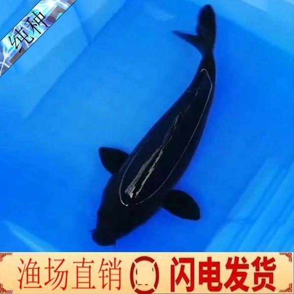 精选乌金黑锦鲤鱼活体纯种纯黑锦鲤精品黑色锦鲤观赏鱼苗冷水淡水