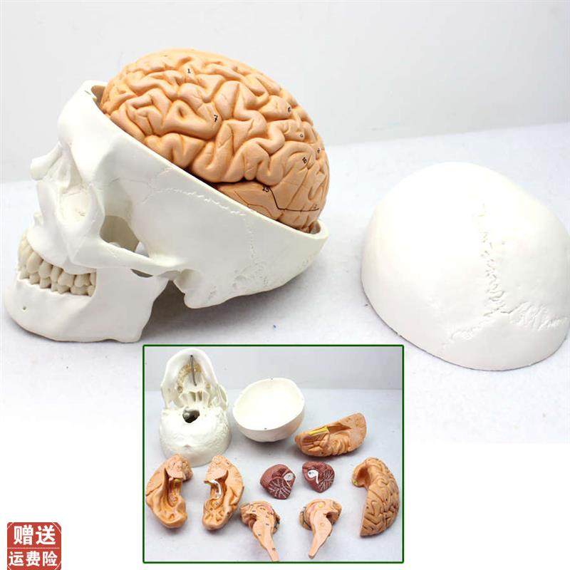 ENOVbO颐诺医学人体头颅骨大脑模型头骨模型1:1颅脑模型解剖大,文具电教/文化用品/商务用品,教学标本/模型,淘宝优惠券,粉丝福利购,淘宝优惠卷