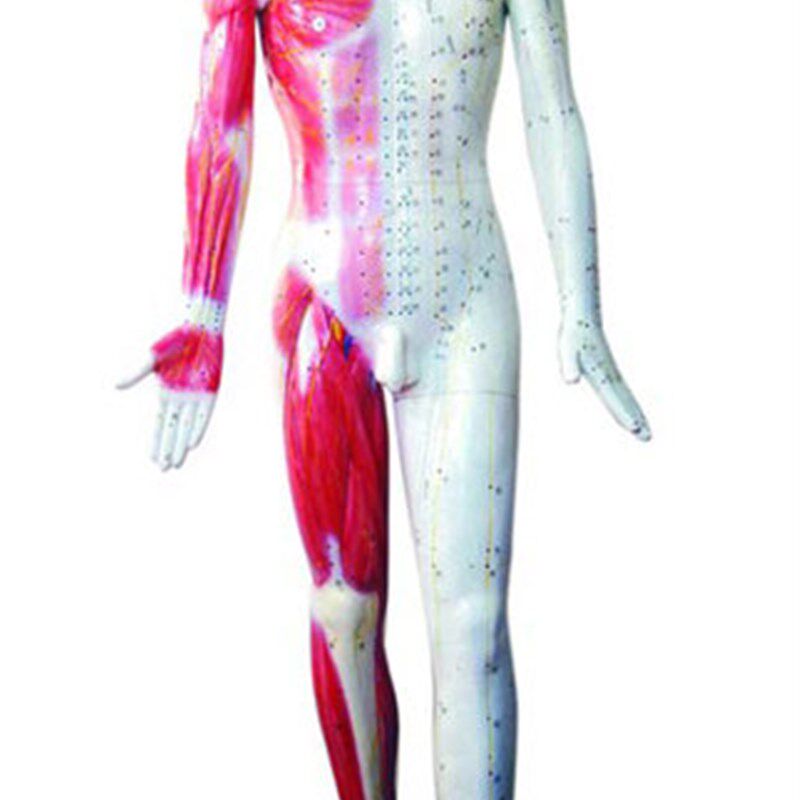 中医人体针灸模型 178CM(带肌肉解剖I)经络穴位训练习模拟人假人