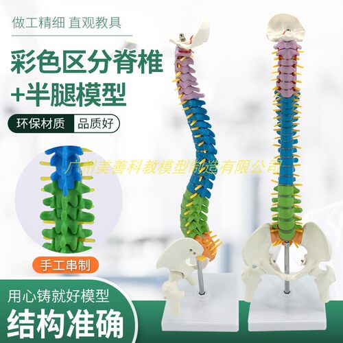 45CM彩色人体脊椎模型带骨盆A股骨尾骨脊柱正骨脊椎模型颈椎腰椎