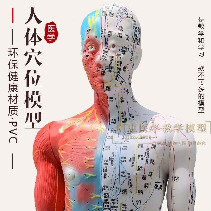 超清刻字针灸人体穴位模型经络通中医教学美容模特85c.m男人模型