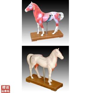 中医用马体针灸模型教学经络穴位K训练示教模具标本橡皮