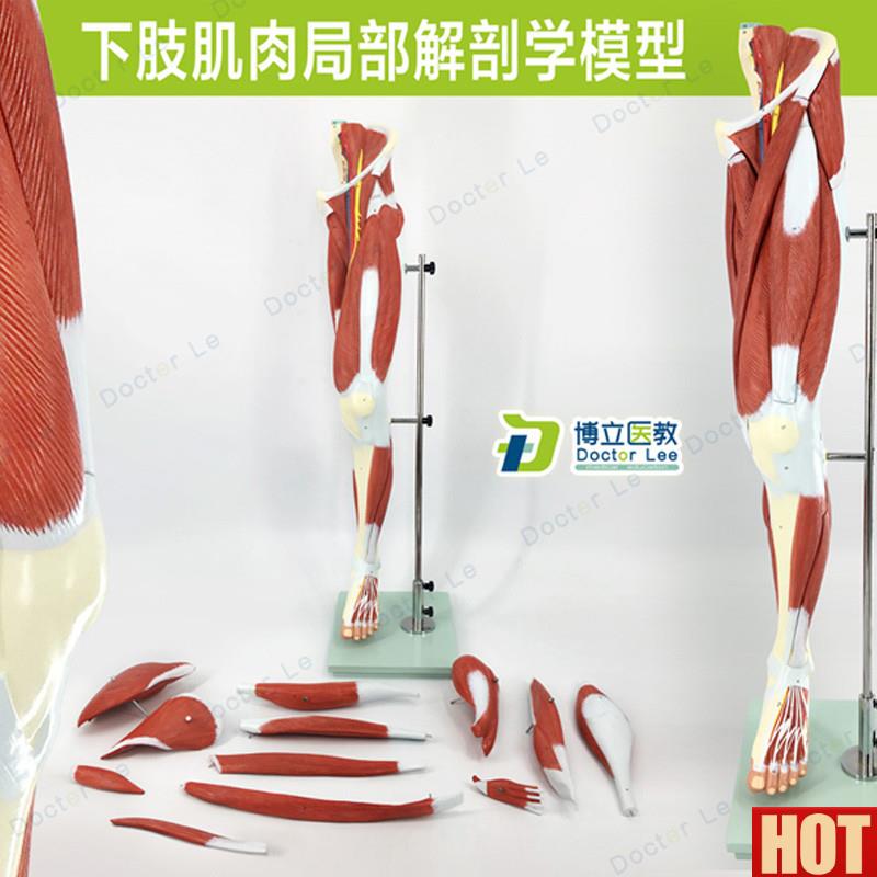 学人体下肢肌肉血管神j经模型腿部运动系统医学人体解剖健身康复