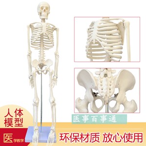 美术艺用教学标准 85CM人体骨骼模型 骨架模O型 关节模型示教模具