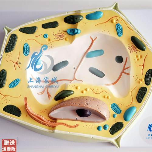 植物细胞分子解剖模z型植物解剖模型科教模型