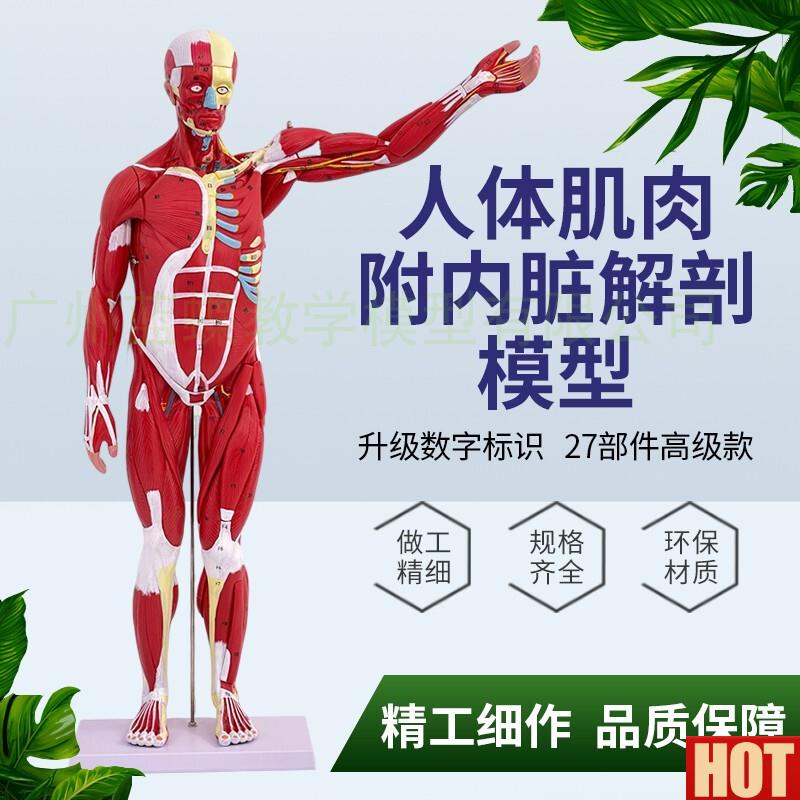 体全身肌肉解剖模型可拆卸27件 人体肌P肉内脏解剖构造演示教具