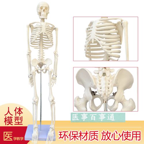 可摆姿势人骨标本人体骨骼模型 85CM人骨架模S型 骷髅骨人体素描