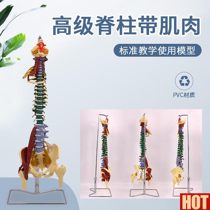 学人体彩色分区脊柱带肌肉脊椎腰椎颈椎胸椎O按摩骨骼骨架模型