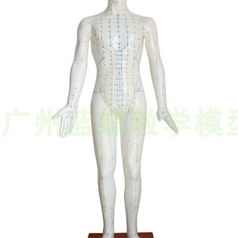 178CM针灸人体模型 全白皮针灸人 穴F位人 中医穴位经络模型170CM