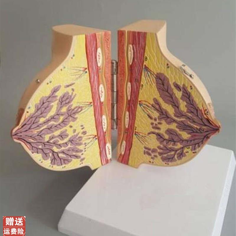 静止期女性乳房q解剖模型妇科胸部示范教学标本