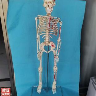 脊柱可弯曲挂式 85cm人体骨骼肌肉起点模型N骷髅骨架医用教学讲解