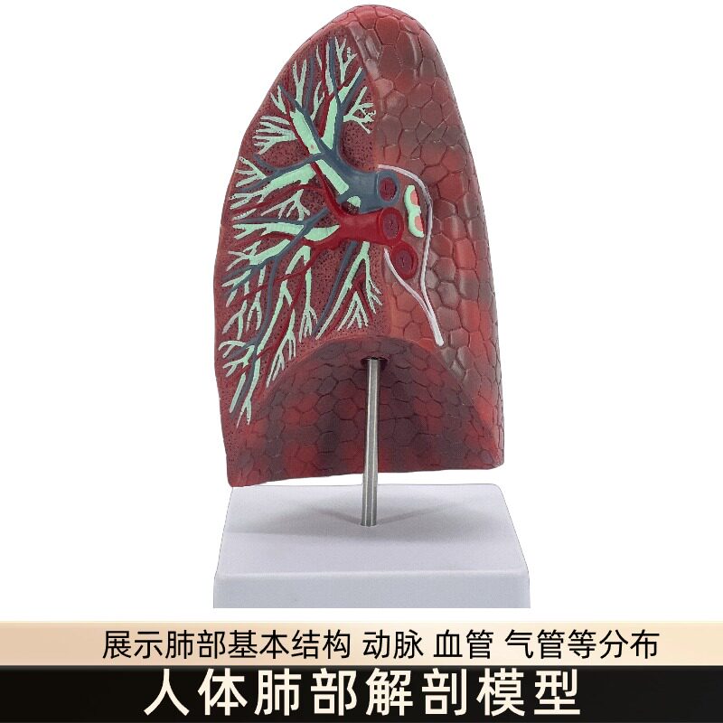 肺解剖模型人体内脏健康肺模型 教学用人体器官T正常肺解剖模型