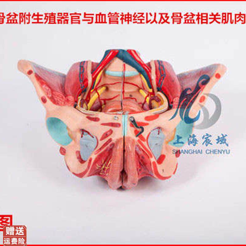 逼真准确女性骨盆附生殖器官x与血管神经以及骨盆相关肌肉附着点