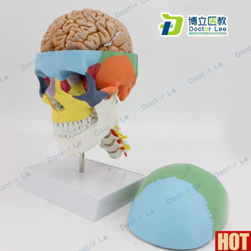 色人体骷髅头模型头颅骨模型u大脑模型头骨带脑模型医用可拆卸