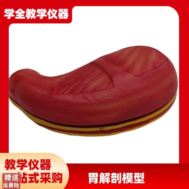可出口初高f中教学仪器病理胃解剖模型内脏解剖人体胃部解剖
