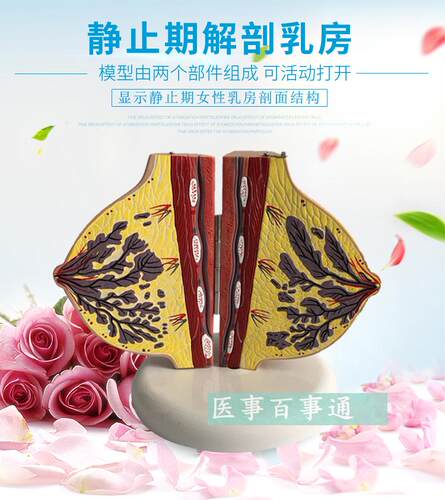 教学仿真女性静止期乳房模型x乳房解剖标本丰胸美容推拿妇科高仿