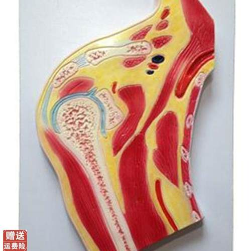 肩关节剖面模型医学人体U骨骼解剖标本