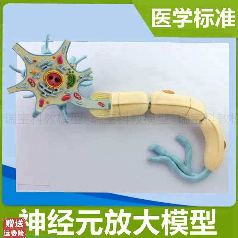神经元模型神经细胞突触解剖树突细胞核脊M髓脊神经中枢医用教学