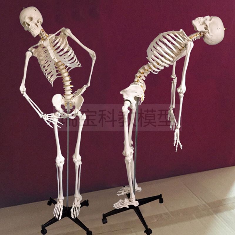 1比1成人骨架模型176厘米骨骼脊柱活动瑜N伽康复练习美术道具医用