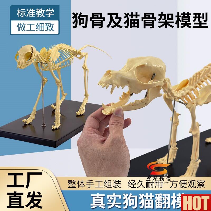 型狗骨猫骨模型 仿真狗o骨头猫骨架 狗骨架犬骨骼模型